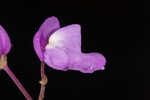 Eastern purple bladderwort